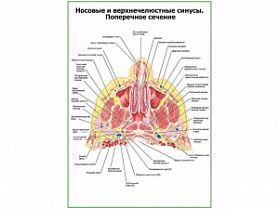 Носовые и верхнечелюстные синусы плакат глянцевый А1/А2 (глянцевый A1)
