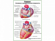 Сердце. Строение и диафрагмальная поверхность плакат глянцевый А1/А2 (глянцевый A1)