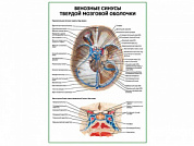 Венозные синусы твердой мозговой оболочки плакат глянцевый А1/А2 (глянцевый A2)