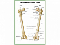 Строение бедренной кости плакат глянцевый А1/А2 (глянцевый A2)