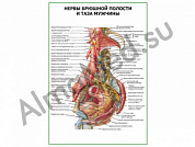 Нервы брюшной полости и таза мужчины плакат ламинированный А1/А2 (ламинированный	A2)