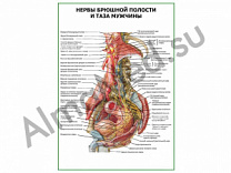 Нервы брюшной полости и таза мужчины плакат ламинированный А1/А2 (ламинированный	A2)