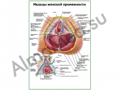 Мышцы женской промежности плакат глянцевый/ламинированный А1/А2 (глянцевый	A2)