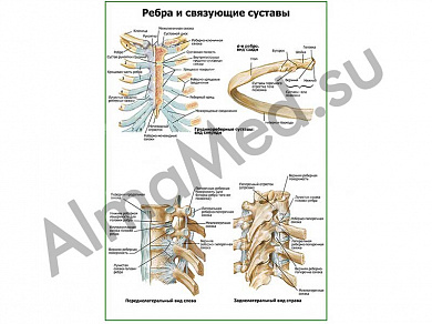 Ребра и связующие суставы плакат ламинированный А1/А2 (ламинированный	A2)