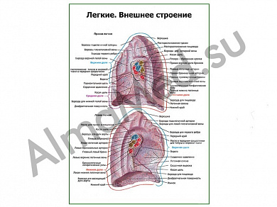 Легкие, внешнее строение плакат глянцевый/ламинированный А1/А2 (глянцевый	A2)