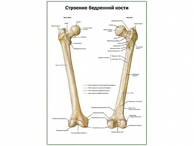 Строение бедренной кости плакат глянцевый А1/А2 (глянцевый A2)