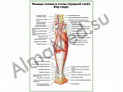 Мышцы голени и стопы, средний слой, вид сзади плакат ламинированный А1/А2 (ламинированный	A2)