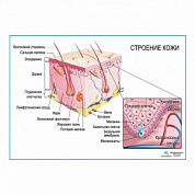 Строение кожи, плакат глянцевый  А1+/А2+ (глянцевый холст от 200 г/кв.м, размер A1+)