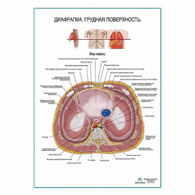 Диафрагма. Грудная поверхность плакат глянцевый А1+/А2+ (матовый холст от 200 г/кв.м, размер A1+)