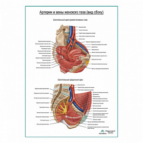 Артерии и вены женского таза (вид сбоку) плакат глянцевый А1+/А2+ (глянцевая фотобумага от 200 г/кв.м, размер A1+)
