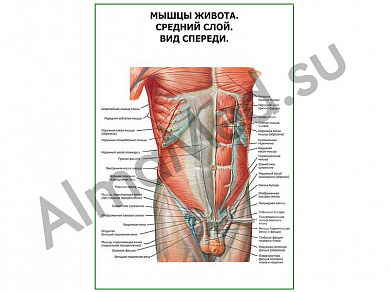 Мышцы живота средний слой. Вид спереди плакат ламинированный А1/А2 (ламинированный	A2)