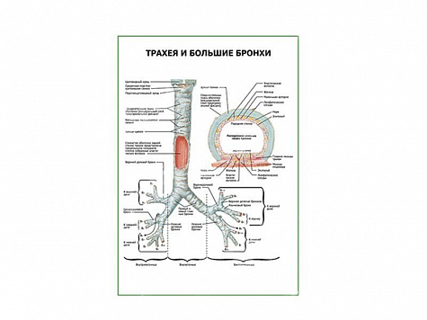 Трахея и большие бронхи плакат глянцевый А1/А2 (глянцевый A2)