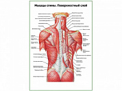 Мышцы спины, поверхностный слой плакат глянцевый А1/А2 (глянцевый A2)