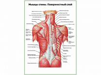 Мышцы спины, поверхностный слой плакат глянцевый А1/А2 (глянцевый A2)