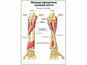 Мыщцы-вращатели лучевой кости плакат глянцевый А1+/А2+ (глянцевая фотобумага от 200 г/кв.м, размер A2+)