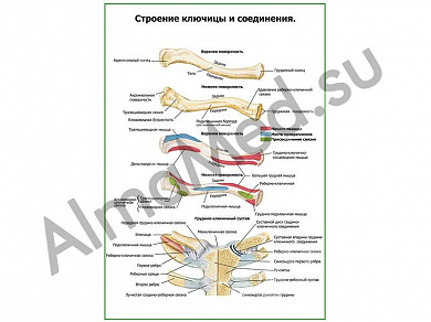 Строение ключицы и соединения плакат глянцевый/ламинированный А1/А2 (глянцевый	A2)