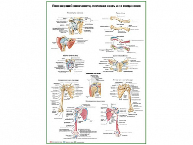 Пояс верхней конечности, плечевая кость и их соединения, плакат глянцевый А1/А2 (глянцевый A1)