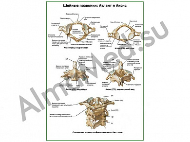 Шейные позвонки плакат ламинированный А1/А2 (ламинированный	A2)