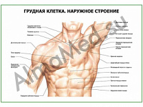 Грудная клетка. Наружное строение плакат глянцевый/ламинированный А1/А2 (глянцевый	A2)