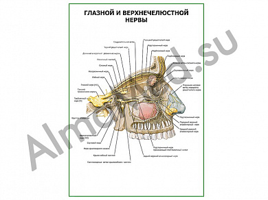 Глазной и верхнечелюстной нервы плакат глянцевый/ламинированный А1/А2 (глянцевый	A2)