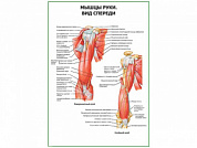 Мышцы руки вид спереди плакат глянцевый А1/А2 (глянцевый A2)
