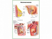 Молочная железа, строение, кровеносная и лимфатическая системы плакат глянцевый А1/А2 (глянцевый A2)