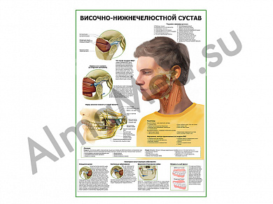 Височно-нижнечелюстной сустав плакат глянцевый/ламинированный А1/А2 (глянцевый A2)