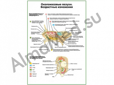 Околоносовые пазухи. Возрастные изменения плакат глянцевый/ламинированный А1/А2 (глянцевый	A2)