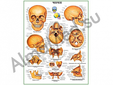Череп человека, плакат ламинированный А1/А2 (ламинированный	A2)