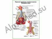 Строение полового члена слой плакат ламинированный А1/А2 (ламинированный	A2)