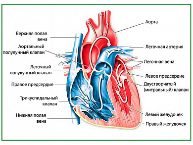 Строение сердца, плакат глянцевый/ламинированный А1/А2 (глянцевый	A2)