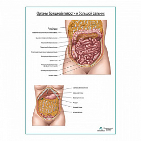 Органы брюшной полости и большой сальник плакат глянцевый  А1+/А2+ (глянцевый холст от 200 г/кв.м, размер A1+)