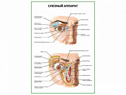 Слезный аппарат плакат глянцевый А1/А2 (глянцевый A2)