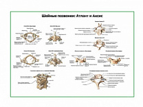 Шейные позвонки и их соединения плакат глянцевый А1/А2 (глянцевый A1)