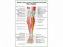 Мышцы голени и стопы, поверхостный слой, вид спереди плакат глянцевый А1/А2 (глянцевый A2)