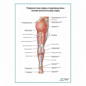 Поверхностные нервы и подкожные вены ноги: вид сзади плакат А1+/А2+ (глянцевая фотобумага от 200 г/кв.м, размер A1+)