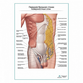 Мышцы живота. Поверхностный слой. Вид спереди плакат глянцевый А1+/А2+ (глянцевая фотобумага от 200 г/кв.м, размер A2+)