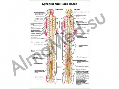 Артерии спинного мозга плакат глянцевый/ламинированный А1/А2 (глянцевый	A2)