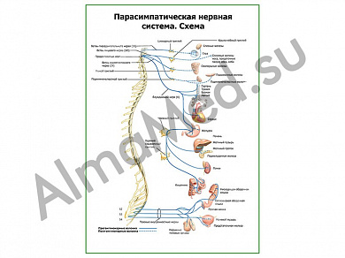 Парасимпатическая нервная система плакат глянцевый/ламинированный А1/А2 (глянцевый	A2)