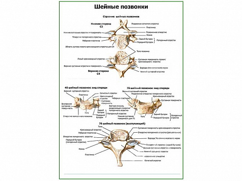 Строение шейных позвонков плакат глянцевый А1/А2 (глянцевый A2)