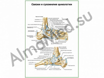 Связки и сухожилия щиколотки плакат ламинированный А1/А2 (ламинированный	A2)