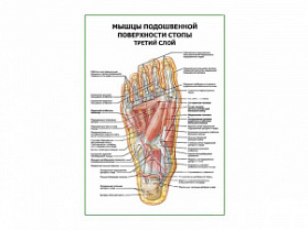 Мышцы подошвенной поверхности стопы (третий слой) плакат глянцевый А1+/А2+ (глянцевая фотобумага от 200 г/кв.м, размер A1+)