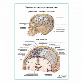 Оболочки мозга и диплоические вены плакат глянцевый А1+/А2+ (матовый холст от 200 г/кв.м, размер A1+)