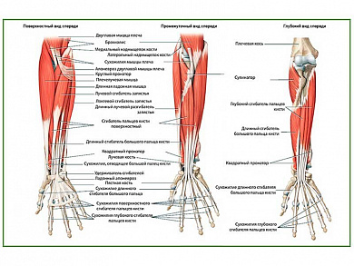 Мышцы предплечья, плакат глянцевый А1/А2 (глянцевый A2)