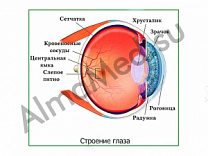 Строение глаза, плакат ламинированный А1/А2 (ламинированный	A2)