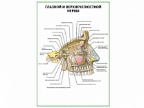 Глазной и верхнечелюстной нервы плакат глянцевый А1/А2 (глянцевый A2)