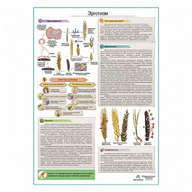 Эрготизм медицинский плакат А1+/A2+ (глянцевая фотобумага от 200 г/кв.м, размер A2+) Эрготизм медицинский плакат А1+/A2+ (глянцевая фотобумага от 200 г/кв.м, размер A2+)