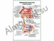 Носовая перегородка, плакат ламинированный А1/А2 (ламинированный	A2)