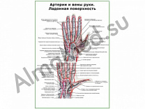 Артерии и вены руки, ладонная поверхность плакат ламинированный А1/А2 (ламинированный	A2)