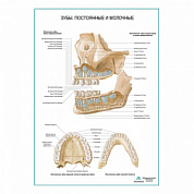 Зубы постоянные и молочные плакат глянцевый А1+/А2+ (глянцевая фотобумага от 200 г/кв.м, размер A1+)